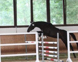 Zuchtstute Light of Polaris (Trakehner, 2004, von Grand Prix)