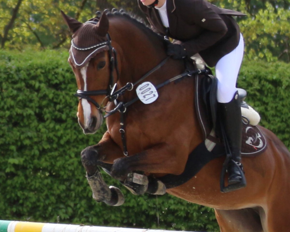 Springpferd Anneloes (Nederlands Welsh Ridepony, 2013, von Orchard Red Prince)