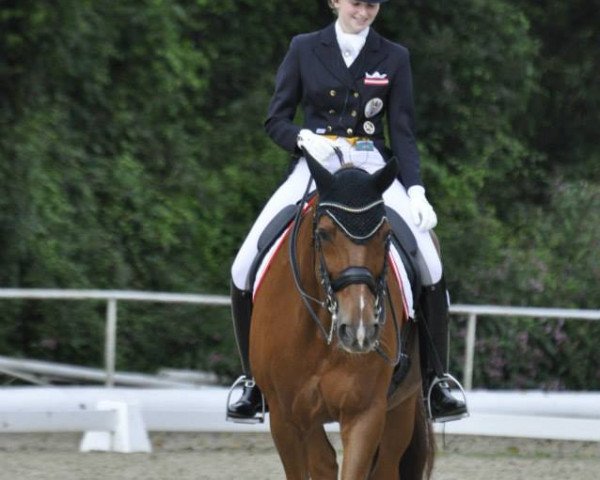 dressage horse Gino 333 (Württemberger, 1997, from Gardez)