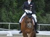 dressage horse Gino 333 (Württemberger, 1997, from Gardez)