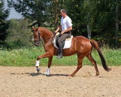 dressage horse Depsona (Trakehner, 2015, from Eposstein)