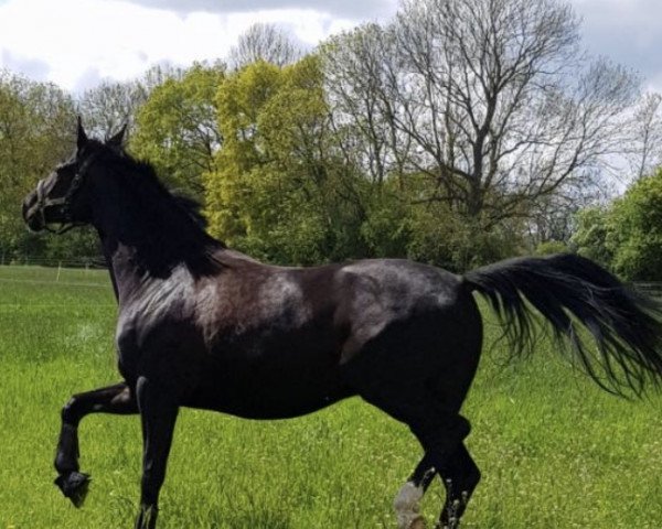 dressage horse Shilah 3 (German Sport Horse, 2015, from Shomari S)