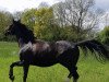 dressage horse Shilah 3 (German Sport Horse, 2015, from Shomari S)