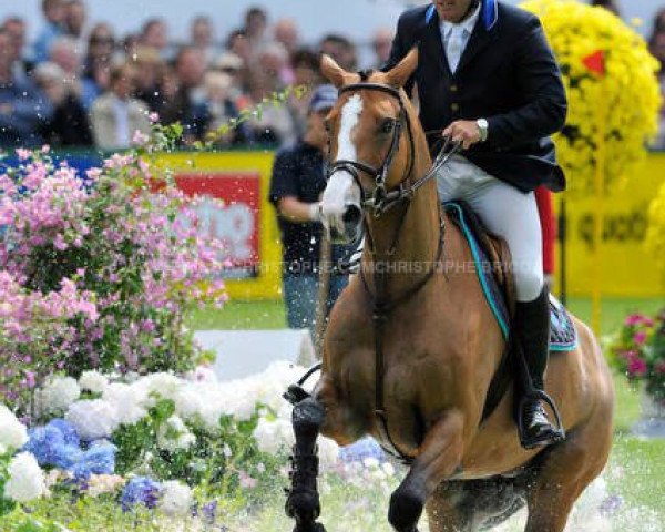 broodmare Kannelle de la Baie (Selle Français, 1998, from Allegreto)