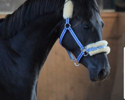 dressage horse Down Under (German Riding Pony, 2016, from Don Mour)