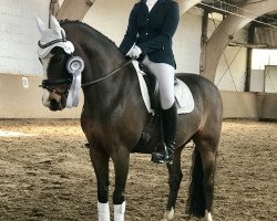 dressage horse Nymbli (German Riding Pony, 2003)