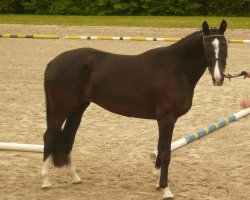 broodmare Pina (Bavarian, 2006, from Abanos)