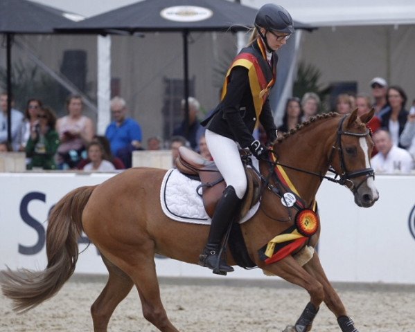 jumper Hankifax H (German Riding Pony, 2013, from Halifax)