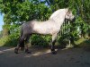 stallion Rudsmo Rune (Fjord Horse, 2013, from Leirdals Odin N-02-2609)