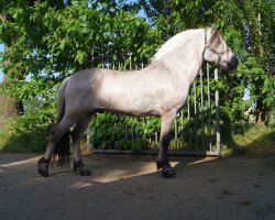 stallion Rudsmo Rune (Fjord Horse, 2013, from Leirdals Odin N-02-2609)