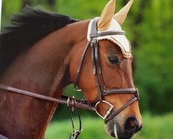 Springpferd Conway's Claire (Luxemburgisches Reitpferd, 2013, von Conway II)