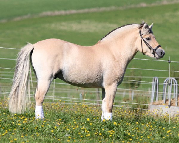 stallion Valerio LGKS (Fjord Horse, 2013, from Valør Halsnæs)