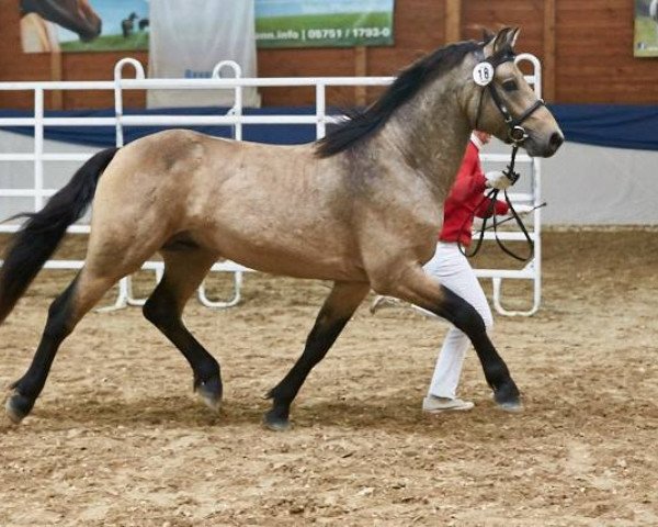 stallion Hohnhorst Joel (Connemara Pony, 2014, from Hesselbjerggård Jaronimo)