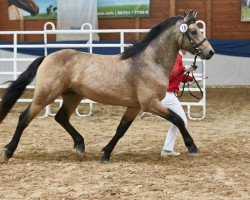 Deckhengst Hohnhorst Joel (Connemara-Pony, 2014, von Hesselbjerggård Jaronimo)