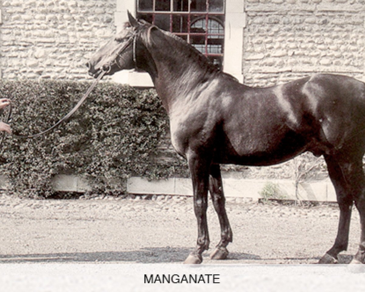 stallion Manganate 1972 ox (Arabian purebred, 1972, from Saint Laurent 1948 ox)