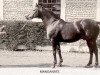 stallion Manganate 1972 ox (Arabian thoroughbred, 1972, from Saint Laurent 1948 ox)