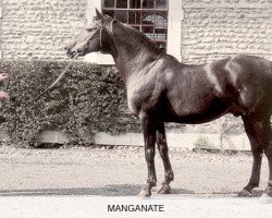 stallion Manganate 1972 ox (Arabian thoroughbred, 1972, from Saint Laurent 1948 ox)