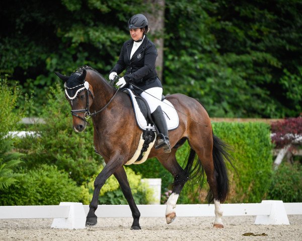 dressage horse Sgs Santiago CH (Swiss Warmblood, 2013, from Sean Connery)