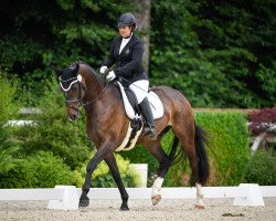 Dressurpferd Sgs Santiago CH (Schweizer Warmblut, 2013, von Sean Connery)