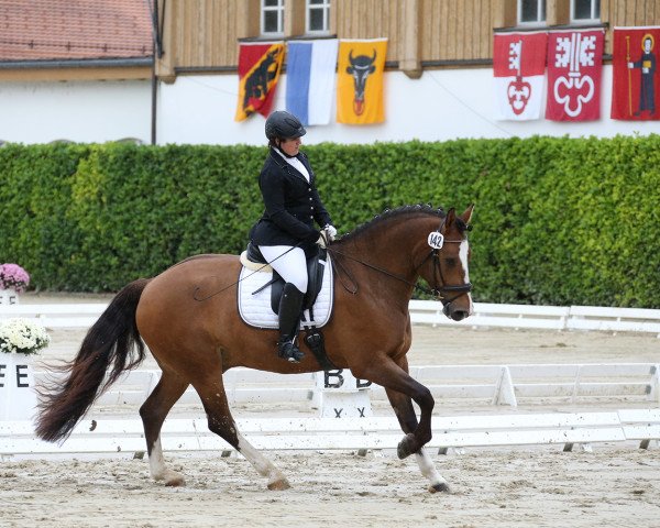 dressage horse Voltano Vom Groendu CH (Freiberger, 2011)