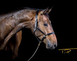 jumper Gideon 58 (Hanoverian, 2012, from Goldfever 3)