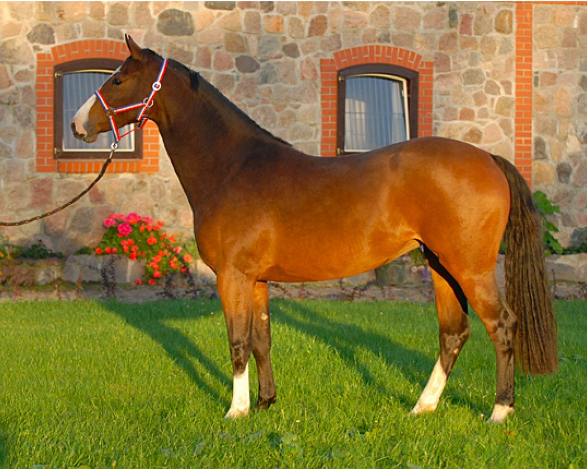 broodmare Zara-DKG (Holsteiner, 2007, from Ab 19 Chepetto)