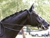 dressage horse Rob Roy's Rabauke (Hanoverian, 2011, from Rob Roy)