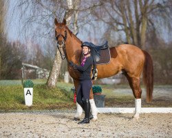 stallion Rolls Royce 25 (Hanoverian, 2010, from Royal Classic I)