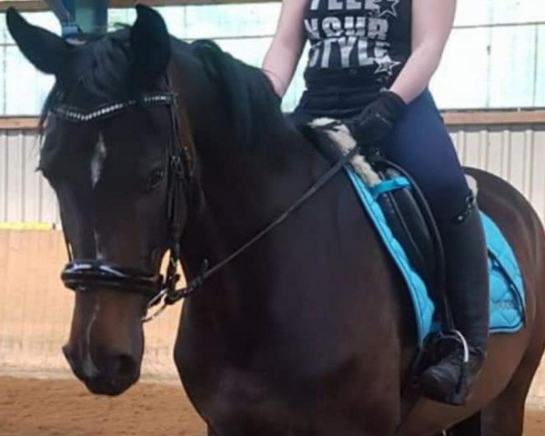 dressage horse Veterana (Hanoverian, 2010, from Showdown)