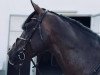 stallion Quabri de L'isle (German Sport Horse, 2013)