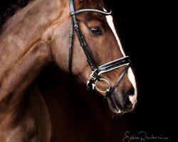 dressage horse Don Ruby FB (Oldenburg, 2013, from Diamond Hit)