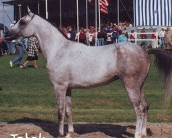 Deckhengst Tabak ox (Vollblutaraber, 1987, von Balaton 1982 ox)