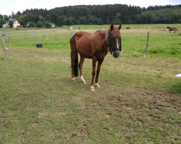 broodmare Granada (Peruvian Paso, 1989, from Mercurio)