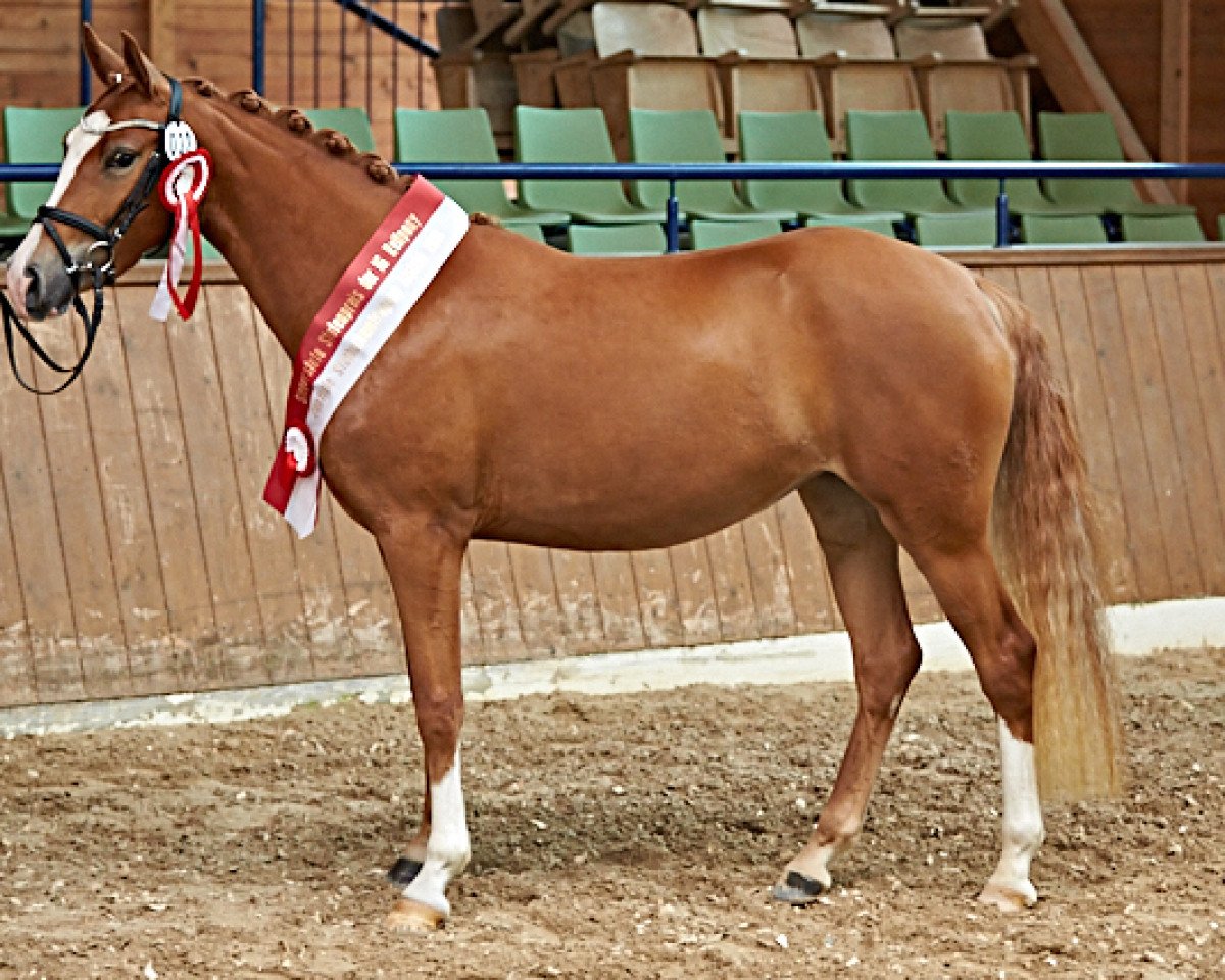 broodmare RM Raspberry (German Riding Pony, 2015, from Desperado K)
