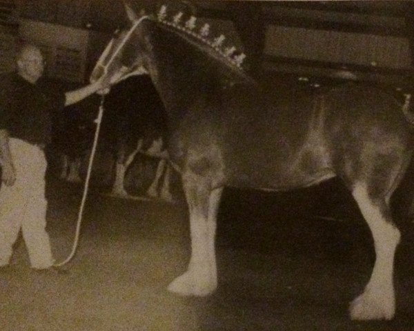 broodmare Liberty Knolls Jacqueline (Clydesdale, 1997, from Live Oak Grandeur)