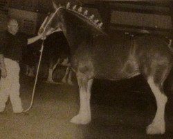 Zuchtstute Liberty Knolls Jacqueline (Clydesdale, 1997, von Live Oak Grandeur)