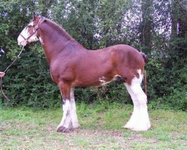 stallion 2S Maxton Prince Charles (Clydesdale, 2003, from Maple Stone Stuart Maxton)