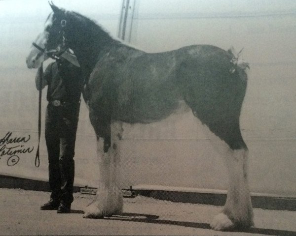 broodmare Green Leaf Rock-A-Billie (Clydesdale, 1995, from CIE Stepping Stone)