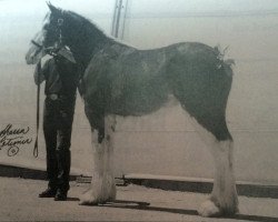 broodmare Green Leaf Rock-A-Billie (Clydesdale, 1995, from CIE Stepping Stone)