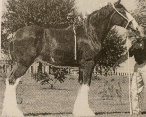 broodmare 2S Shea's Stepping Fanfair (Clydesdale, 2001, from Northwest Glenords Shea)