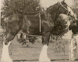 Zuchtstute 2S Shea's Stepping Fanfair (Clydesdale, 2001, von Northwest Glenords Shea)