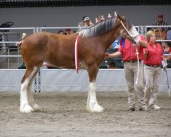 Zuchtstute 2S Explorer's Fanciful Inspiration (Clydesdale, 2009, von Millisle Explorer)