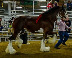 Deckhengst 2S Explorer's Intrepid (Clydesdale, 2009, von Millisle Explorer)