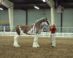 Zuchtstute Explorers Gidget of 2S (Clydesdale, 2007, von Millisle Explorer)