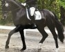 dressage horse Devon 23 (Hanoverian, 2009, from D-Online)