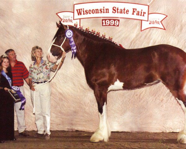 Zuchtstute Northumberland Flowergirl (Clydesdale, 1995, von Northwest Glenords Ulysses)