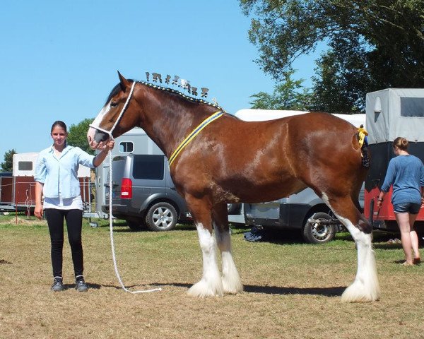 Zuchtstute 2S Explorer's Floral Impression (Clydesdale, 2009, von Millisle Explorer)