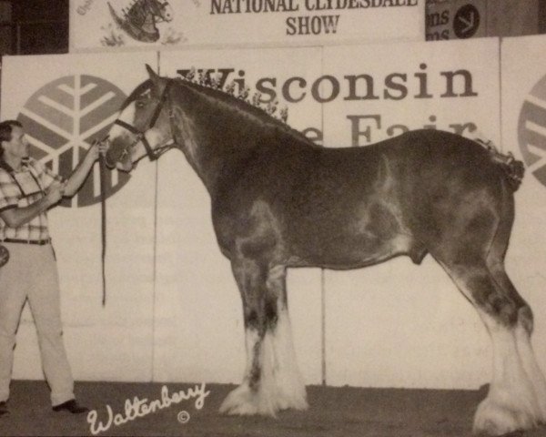 Deckhengst Live Oak Grandeur (Clydesdale, 1994, von Doura Sensation)