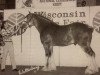 stallion Live Oak Grandeur (Clydesdale, 1994, from Doura Sensation)