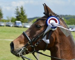 dressage horse Top Nandou (German Riding Pony, 2000, from Top Nantario)